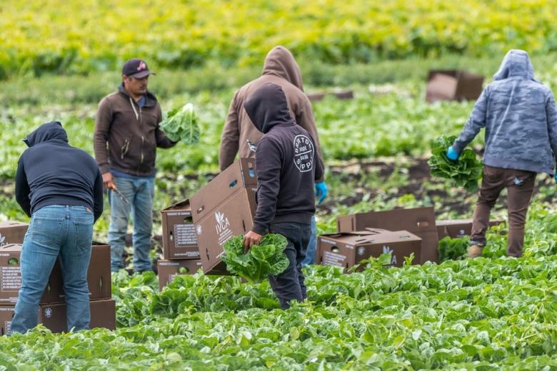 Мигрантам сейчас выгоднее трудиться курьерами, чем в поле или на ферме